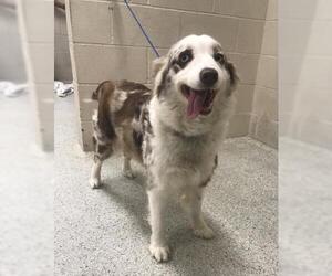 Australian Shepherd Dogs for adoption in Conroe, TX, USA