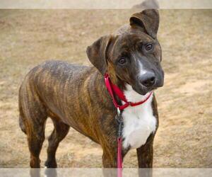 Boxer-Plott Hound Mix Dogs for adoption in Tallahassee, FL, USA