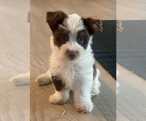 Mutt Dogs for adoption in Boca Raton, FL, USA