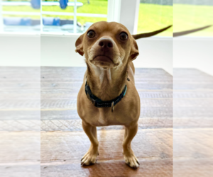 Chihuahua-Unknown Mix Dogs for adoption in Cranston, RI, USA