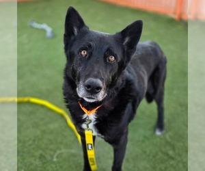 German Shepherd Dog-Unknown Mix Dogs for adoption in Las Vegas, NV, USA