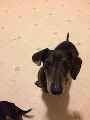 Dachshund Dogs for adoption in Rochester, MN, USA