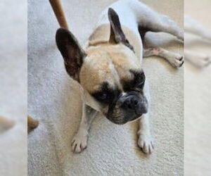 Faux Frenchbo Bulldog Dogs for adoption in San Diego, CA, USA