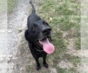 Labrador Retriever-Unknown Mix Dogs for adoption in Conroe, TX, USA