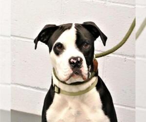 Bulloxer Dogs for adoption in Pittsburgh, PA, USA