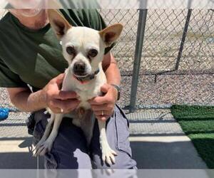Chihuahua Dogs for adoption in Brighton, CO, USA