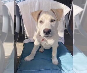 Mutt Dogs for adoption in San Diego, CA, USA