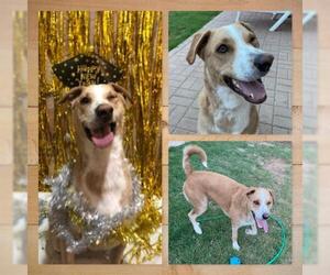 Sheprador Dogs for adoption in Tempe, AZ, USA