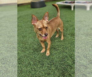 Chihuahua-Unknown Mix Dogs for adoption in oakland, FL, USA