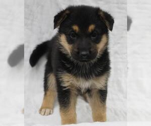 Mutt Dogs for adoption in Thief River Falls, MN, USA