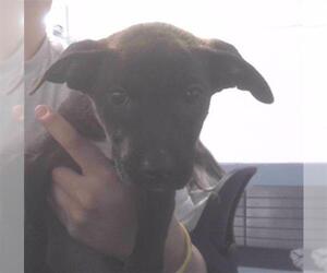 American Staffordshire Terrier-German Shepherd Dog Mix Dogs for adoption in Tallahassee, FL, USA