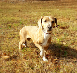 Whippet Dogs for adoption in Social Circle, GA, USA