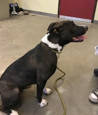 Pointer Dogs for adoption in Chandler, AZ, USA