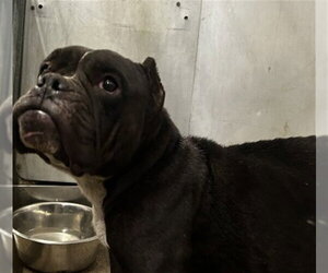 Bulldog-Unknown Mix Dogs for adoption in San Bernardino, CA, USA