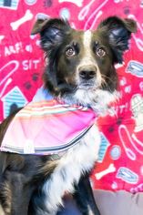 Border-Aussie Dogs for adoption in Bellbrook, OH, USA