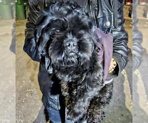 Maltese-Unknown Mix Dogs for adoption in San Antonio, TX, USA