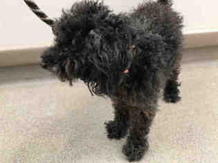 Poodle (Miniature) Dogs for adoption in Fremont, CA, USA