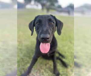 Mutt Dogs for adoption in New Orleans, LA, USA