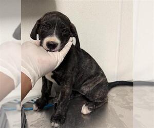 Mutt Dogs for adoption in Bakersfield, CA, USA