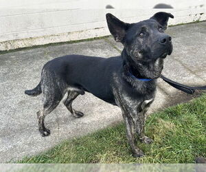 Medium Photo #2 German Shepherd Dog-Unknown Mix Puppy For Sale in McKinleyville, CA, USA