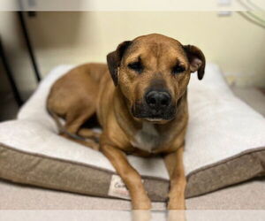 Labrador Retriever-Unknown Mix Dogs for adoption in Fort Collins, CO, USA