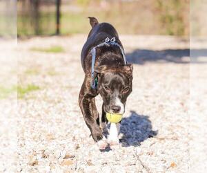 Labrador Retriever-Unknown Mix Dogs for adoption in Waco, TX, USA