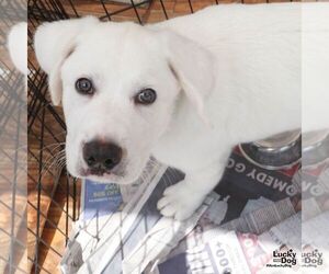 Great Pyrenees-Retriever  Mix Dogs for adoption in Washington, DC, USA