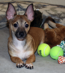 Pembroke Welsh Corgi Dogs for adoption in Phoenix, AZ, USA