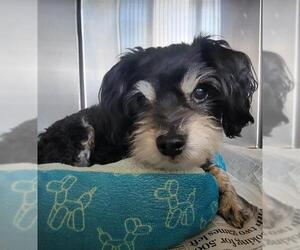 Poodle (Miniature) Dogs for adoption in Downey, CA, USA