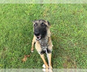 Mutt Dogs for adoption in Tulsa, OK, USA