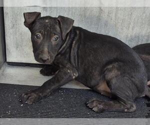 Miniature Schnauzer-Unknown Mix Dogs for adoption in San Antonio, TX, USA