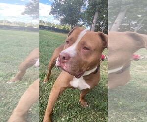 American Pit Bull Terrier Dogs for adoption in Bridgewater, NJ, USA