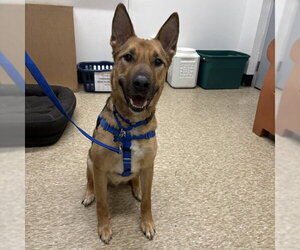 German Shepherd Dog-Unknown Mix Dogs for adoption in Boston, MA, USA