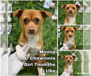 Chiweenie Dogs for adoption in Seattle, WA, USA