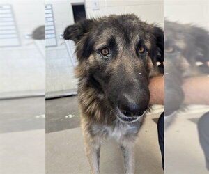 German Shepherd Dog Dogs for adoption in San Bernardino, CA, USA