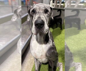 Great Dane Dogs for adoption in Alexander, AR, USA