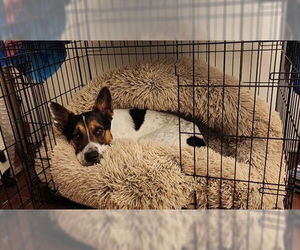 Feist Terrier-Unknown Mix Dogs for adoption in Charlotte, NC, USA
