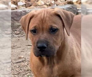 American Pit Bull Terrier Dogs for adoption in Hillsboro, NH, USA