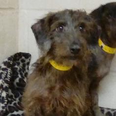 Dachshund Dogs for adoption in Roanoke, VA, USA