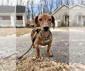Dachshund Dogs for adoption in Fruitland, SC, USA