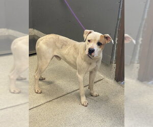 American Staffordshire Terrier-Unknown Mix Dogs for adoption in Tallahassee, FL, USA