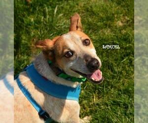Australian Kelpie-Red Heeler Mix Dogs for adoption in Raytown, MO, USA