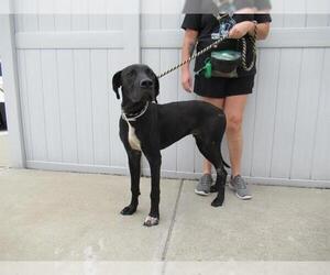 Great Dane Dogs for adoption in Louisville, KY, USA