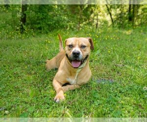 American Pit Bull Terrier Dogs for adoption in Richmond, VA, USA