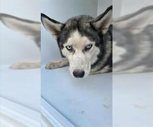 Siberian Husky Dogs for adoption in Houston, TX, USA