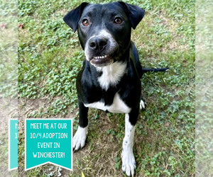 Labrador Retriever-Unknown Mix Dogs for adoption in Boston, MA, USA