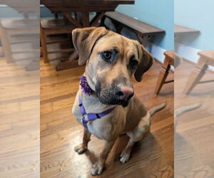 Labrador Retriever-Unknown Mix Dogs for adoption in McKinney, TX, USA
