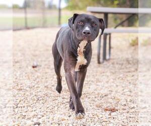 American Pit Bull Terrier-Unknown Mix Dogs for adoption in Waco, TX, USA