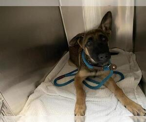 Mutt Dogs for adoption in Pasadena, CA, USA