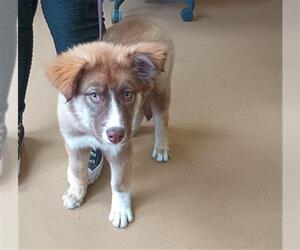 Siberian Husky Dogs for adoption in Chula Vista, CA, USA